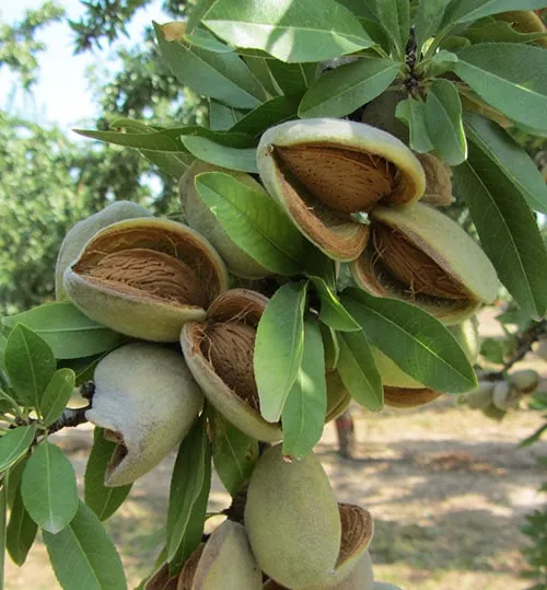 Badam Avijor Laurenne