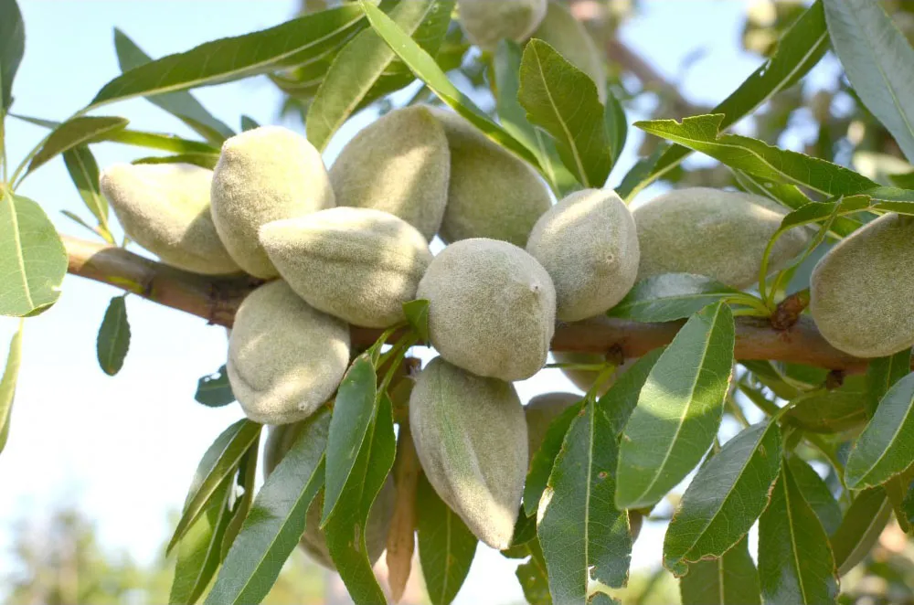 Badam Avijor Laurenne